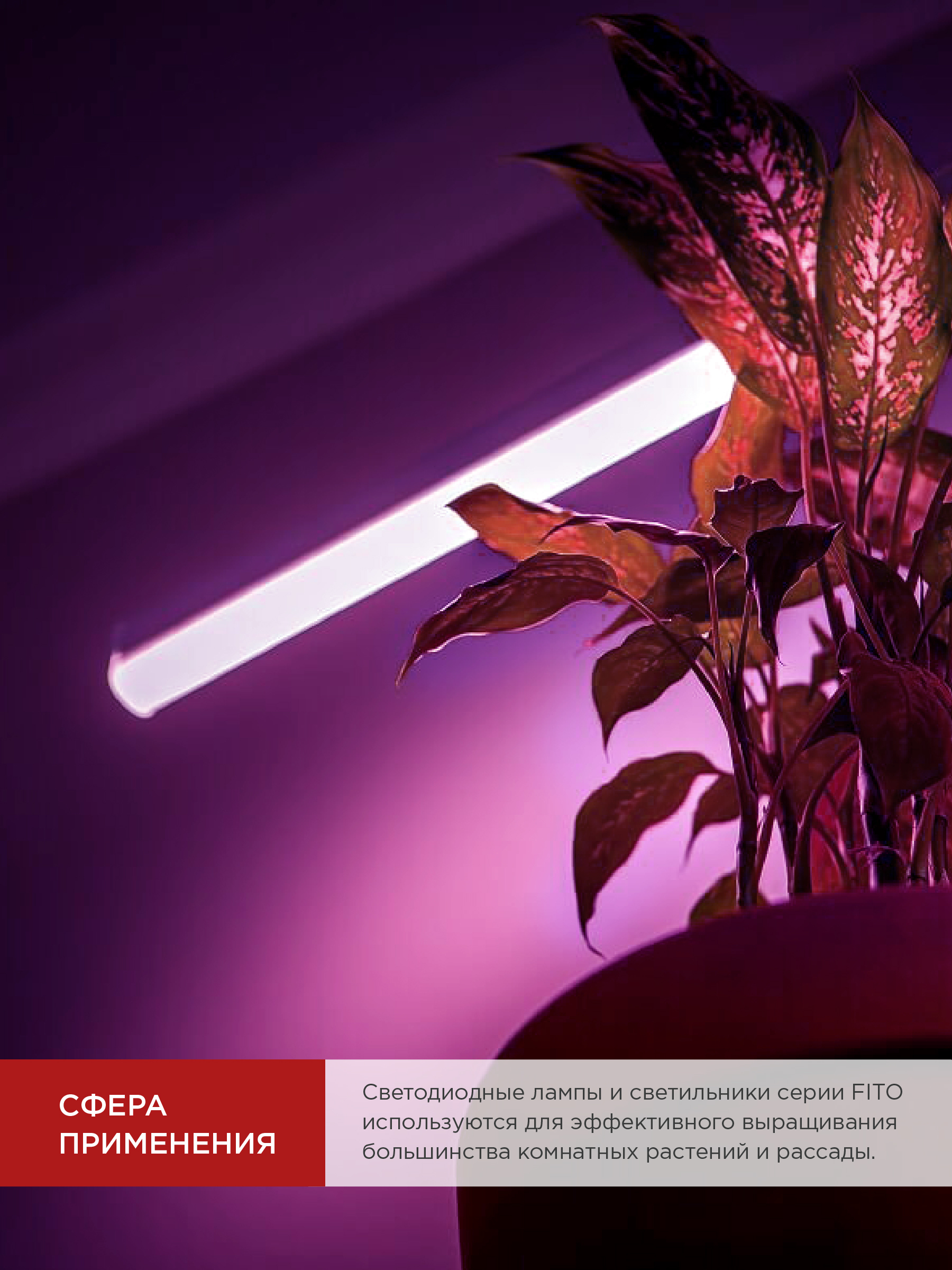 Лампа светодиодная LED-T8-ФИТО 10Вт 230В G13 600мм IN HOME в Уссурийске